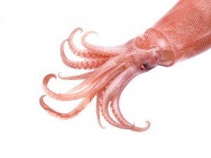 Is this squid a punk? (Image: Shutterstock / panda3800)